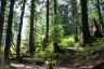 Grouse Mountain Trial, Canada Stock Photographs