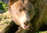 Grouse Mountain, Grouse Mountain Bear