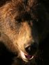 Grouse Mountain Bear, Grouse Mountain Bear Grizzly Bear Refuge