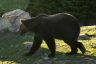 Grizzly Bear Habitat, Grouse Mountain