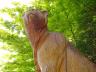 Chainsaw Art By Glen Greensides, Grouse Mountain