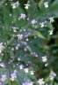 Wild Flowers, Canada Stock Photographs