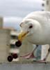 Seagull, Vancouver Wildlife