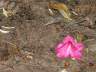 Pink Flowers, Canada Stock Photographs