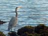 Great Blue Heron, Canada Stock Photographs