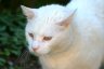 White Cat, Canada Stock Photographs