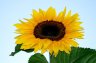 Sunflower(s), Vancouver Gardens