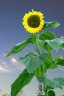 Sunflower(s), Vancouver Gardens