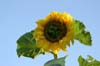 Sunflower(s), Vancouver Gardens