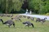 Canadian Geese, Canada Stock Photographs