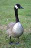 Canadian Goose, Canada Stock Photographs