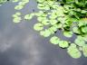 Water Lily, Vancouver Gardens