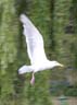 Flying Seagull(s), Canada Stock Photographs