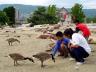 Bird Feeding, Canada Stock Photographs