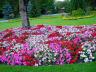 Stanley Park Flowers, Vancouver Gardens