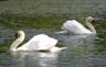 Lost Lagoon, Lost Lagoon Swans