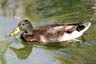 Mallard Duck, Canada Stock Photographs