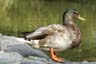 Ducks, Canada Stock Photographs