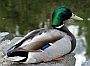 Mallard Duck, Canada Stock Photographs