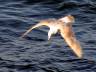 Flying Seagull(s), Wildlife