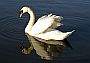 Swan, Lost Lagoon