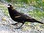 Red-Winged Blackbird, Vancouver Parks