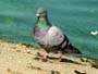 Pigeon(s), Canada Stock Photographs