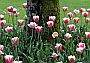 Tulips, Vancouver Gardens