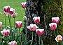 Tulips, Vancouver Gardens