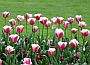 Tulips, Vancouver Gardens