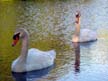 Swan, Canada Stock Photos