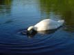 Swan, Canada Stock Photos